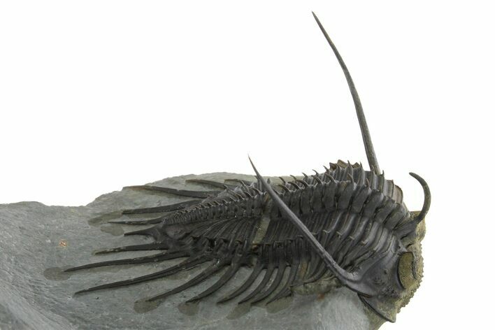 Kayserops megaspina Trilobite - Bou Lachrhal, Morocco #350539